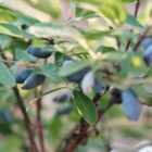 Thompson & Morgan Honeyberry (lonicera) Kamtschatica Caerulea 9Cm Potted Plant X 1