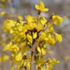 Thompson & Morgan Forsythia Mini Gold (dwarf) 9Cm Potted Plant X 4