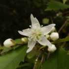 Thompson & Morgan Hoheria sexstylosa Stardust 3 Litre Potted Plant x 1