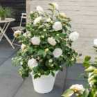 Thompson & Morgan Camellia jap. Nuccios Gem 3 Litre Potted Plant x 1