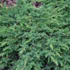 Thompson & Morgan Juniperus communis Green Carpet 1 Litre Potted Plant x 1