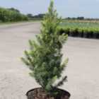 Thompson & Morgan Picea glauca Biesenthaler Fruhling 1 Litre Potted Plant x 3