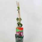 Thompson & Morgan Lonicera japonica Red World 1.7 Litre Potted Plant x 1