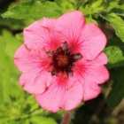 Thompson & Morgan Potted Plantentilla Nepalensis Miss Wilmott 9cm Potted Plant x 1