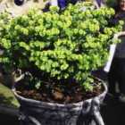 Thompson & Morgan Euphorbia Amygdaloides Purpurea 1 Litre Potted Plant X 1
