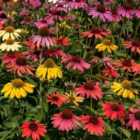 Thompson & Morgan Echinacea Cheyenne Spirit 1 Litre Potted Plant x 2