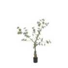 Crossland Grove Potted Rhodoleia 3ft Tree