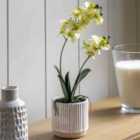 Crossland Grove Orchid Cream in Ribbed White Ceramic Pot 440mm