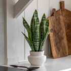 Crossland Grove Faux Snake Plant in Ceramic Pot