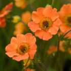 Thompson & Morgan Geum Totally Tangerine 9cm Potted Plant x 2 Peat Free