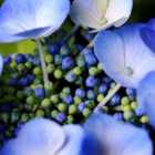 Thompson & Morgan Hydrangea veerle 3.6 Litre Potted Plant x 1