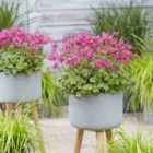 Thompson & Morgan Geranium x cantabrigiense Intense (Hardy) 9cm Pot x 3