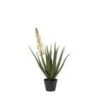 Crossland Grove Aloe Potted Plant with White Flower