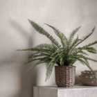 Crossland Grove Potted Fern Plant 810mm
