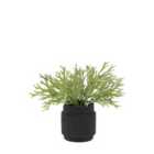 Crossland Grove Faux Playycerium in Ceramic Pot Sage Green