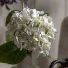 Crossland Grove Vintage Hydrangea Floral Stem Ivory (12pk)