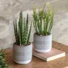 Crossland Grove Small Succulents Ceramic Pots Set of 2