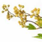 Pack Of 6 X 90Cm Artificial Yellow Berry Stem