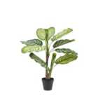 Crossland Grove Potted Calathea Leaf Tree 2ft