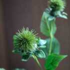 Crossland Grove Faux Stem Thistle Green 790mm (12pk)