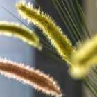 Crossland Grove Faux Grass with Seed Heads Green (12pk) 850mm