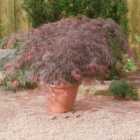 Thompson & Morgan Acer palmatum Royal Garnet 9cm Potted Plant x 1