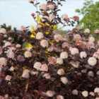 Thompson & Morgan Physocarpus opulifolius Lady in Red 9cm Potted Plant x 1