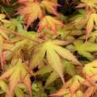 Thompson & Morgan Acer Palmatum Katsura 9cm Potted Plant x 1