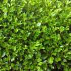 Thompson & Morgan Griselinia littoralis 9cm Potted Plant x 1