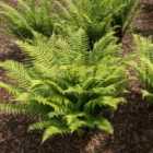 Thompson & Morgan Fern Dryopteris atrata 9cm Potted Plant x 3