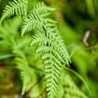 Thompson & Morgan Fern Matteuccia orientalis 9cm Potted Plant x 3