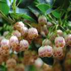 Thompson & Morgan Fern Dryopteris Erythrosora 9Cm Potted Plant X 3