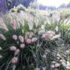 Thompson & Morgan Pennisetum (Grass) Compressum Hameln 1 Litre Potted Plant x 1