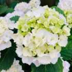 Thompson & Morgan Hydrangea Merveille Mme E. Mouillere 3.6 Litre Potted Plant x 2