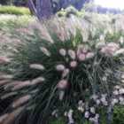 Thompson & Morgan Pennisetum Alopecuroides Hameln 1 Litre Potted Plant x 2