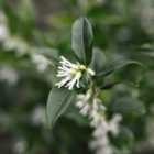 Thompson & Morgan Sarcococca Humilis 9Cm Potted Plant X 4