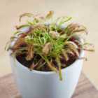 Thompson & Morgan Drosera (capensis) 9Cm Potted Plant X 2
