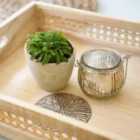 Thompson & Morgan Drosera Aliciae 9Cm Potted Plant X 2