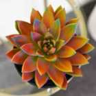 Thompson & Morgan Echeveria Miranda Chameleon 12Cm Potted Plant X 2