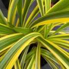 Thompson & Morgan Agapanthus Zambezi 9Cm Potted Plant X 1