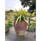 Thompson & Morgan Phormium Tenax Cream Delight 9Cm Potted Plant X 1