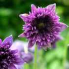 Thompson & Morgan Pulsatilla Fairy Dreams 9Cm Potted Plant X 3