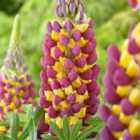 Thompson & Morgan Lupin West Country Manhattan Lights 3 Litre Potted Plant X 1