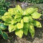 Thompson & Morgan Hosta Hybrid Sum And Substance 9Cm Potted Plant X 3