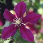 Thompson & Morgan Clematis Niobe 7Cm Potted Plant X 2