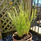 Thompson & Morgan Lomandra Arctic Frost 9Cm Potted Plant X 1