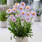 Thompson & Morgan Aster Tongolensis Berggarten 1 Litre Potted Plant X 1