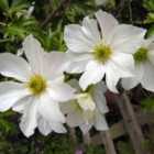 Thompson & Morgan Clematis Early Sensation 2 Litre Potted Plant X 2