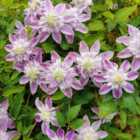 Thompson & Morgan Clematis Josephine 7Cm Potted Plant X 1