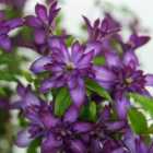 Thompson & Morgan Clematis Glorious® Day (zo23020) 7Cm Potted Plant X 1